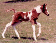 anniefilly1week.jpg