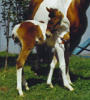 senandmaxfilly2.jpg