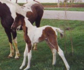 babyfillyb2.jpg